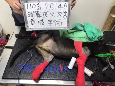 LINE ALBUM 2021711捕獸夾兩腿截肢又又 220216 2