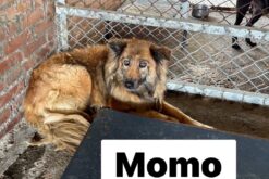 【助養生活費】MoMo