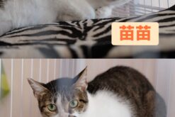 【助養浪浪生活費】圈圈、苗苗