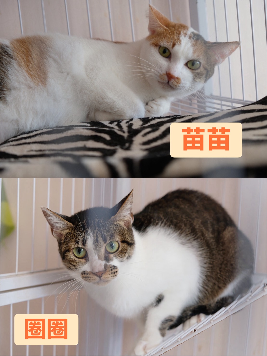 【助養浪浪生活費】圈圈、苗苗