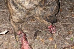 【驚險救援】前腳嚴重捕獸夾斷肢虎斑狗